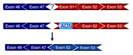 Deleciones de exones y reafirmación del papel del cromosoma X