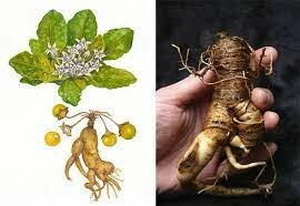 Medicina empírica Hebrea