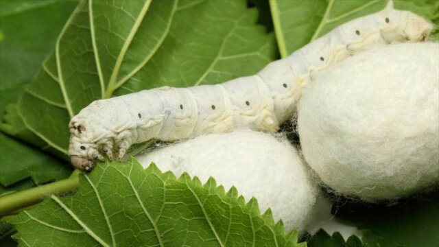 SIGLO XX: Gusano de seda