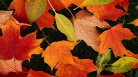 Timeline: 2.B SKT HIO