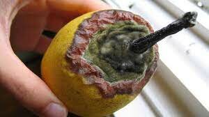 Descomposicion de los alimentos