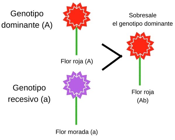Leyes de mendel