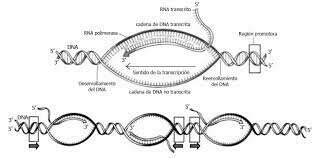 sintesis DNA y RNA