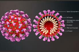 estructura genética del virus