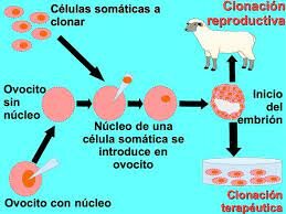 Clonacion