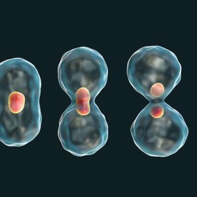 Timeline: EVOLUCION DEL SER HUMANO