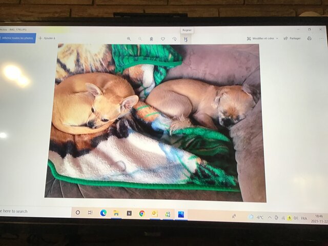 Quan j'ai eu mes chiens