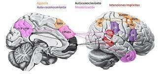 Desarrollo de la neurociencia cognitivo-social y afectiva