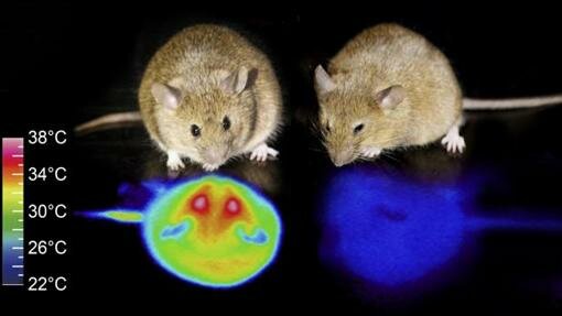 Activación de células cerebrales llamadas "neuronas Q"