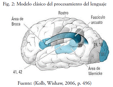 La ruta cerebral del lenguaje