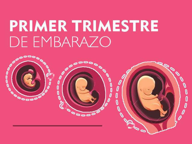 Gestación: Primer trimestre