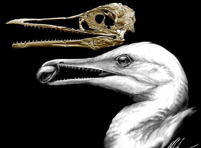 First birds evolve from dinosaurs (Dec 19)