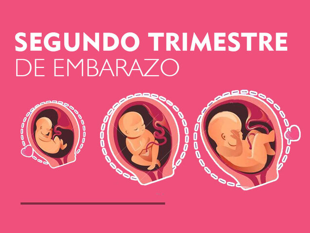 Gestación: Segundo trimestre