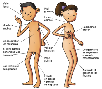 Etapa de la pubertad