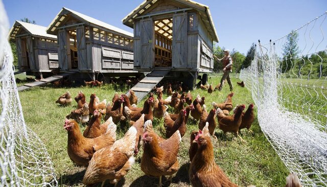 Strategies for growth