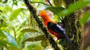 Refugio de Vida Silvestre Samama Mumbes