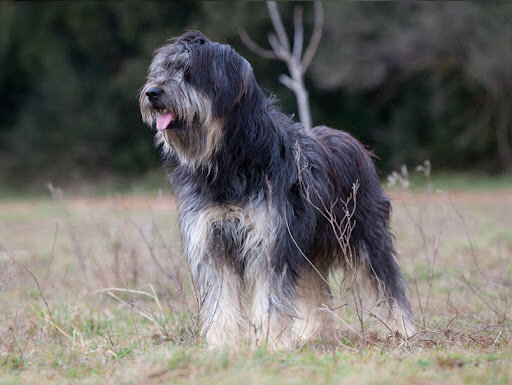 Vam adoptar a la meva gossa
