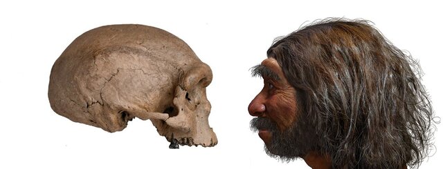 Homo Erectus