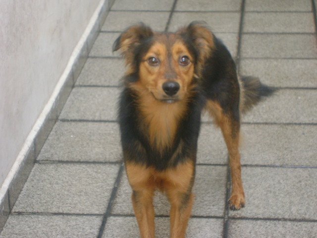 Nasce cachorro do Marcello