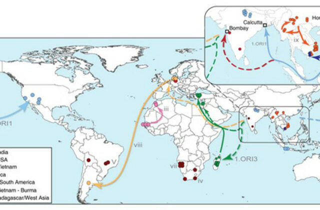 Origin of Black Death