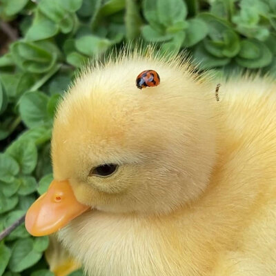 Timeline: European Union