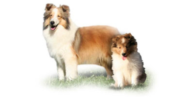 fabio ganha seu primeiro cachorro