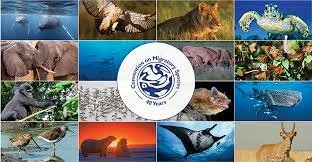 convention on the conservation of migratory species of wild animals