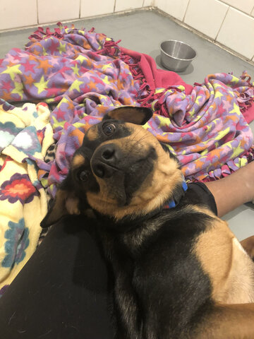Got a dog