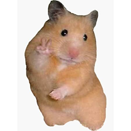 Hamster