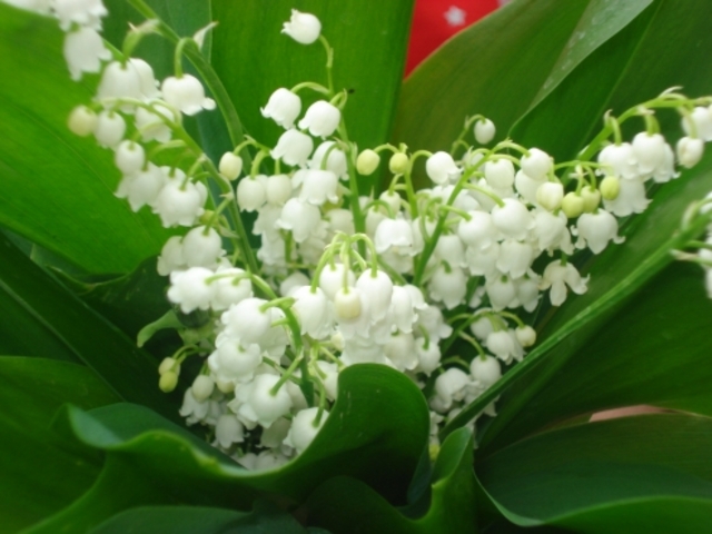 Le muguet de mai