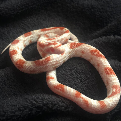 Getting My Snake!!!!!