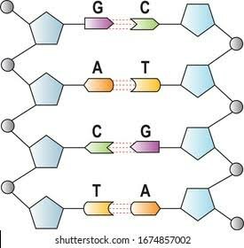 Nucleótidos