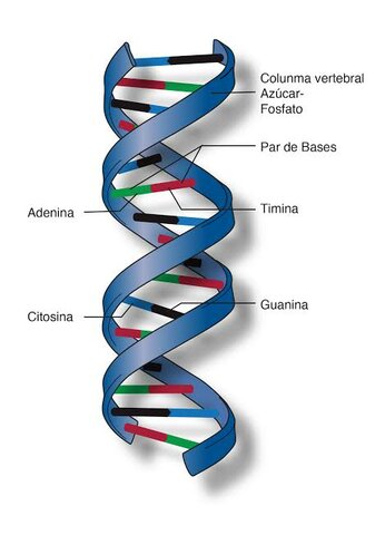 Estructura doble hélice