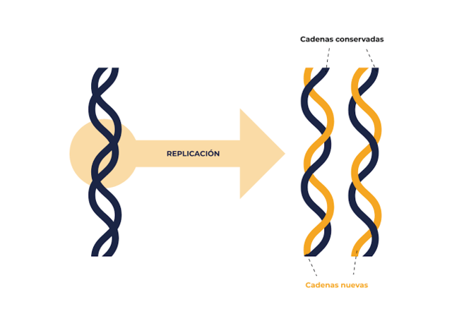 ADN replicado