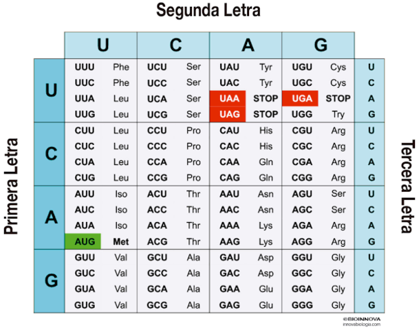 Orden código genético