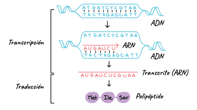 Transcripción revestida