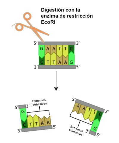 Enzimas de restricción