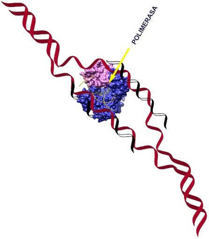 Polimerasa