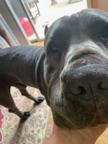 July 24th, 2015. Brutus!