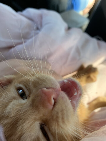 July 24th, 2020. Archie!