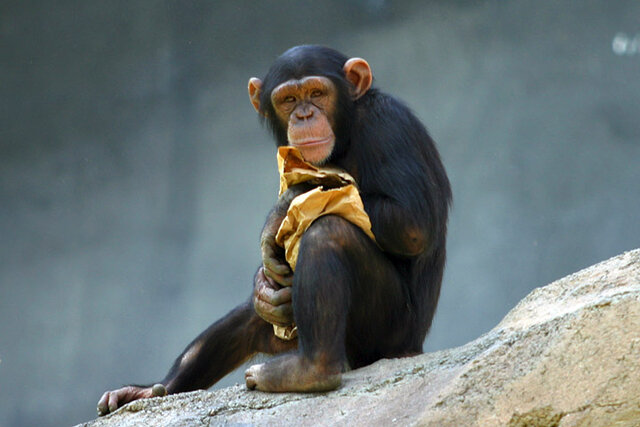 Secuenciación completa del chimpancé