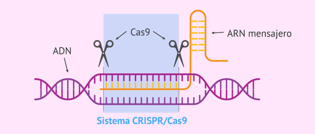 CRISPR-Cas9