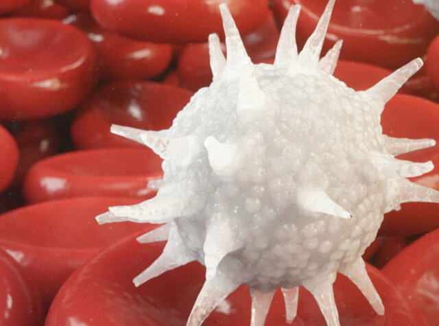 William Hewson le da nombre a los leucocitos