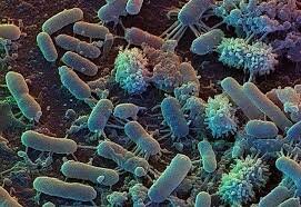 1sr LIFE FORMS: 4:10