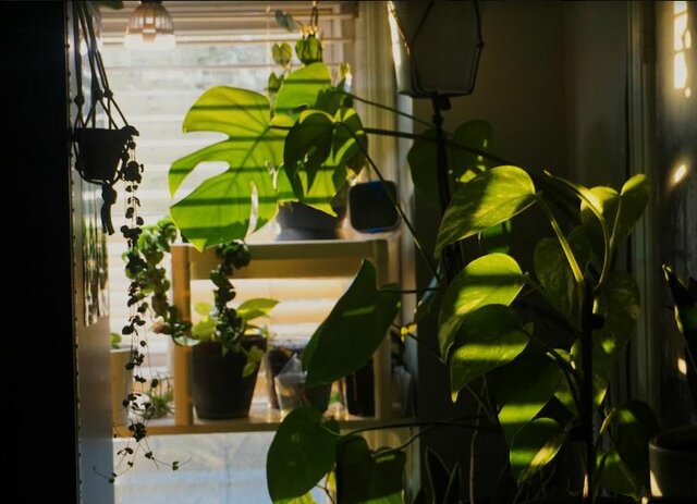 Passion- First Got Into Houseplants