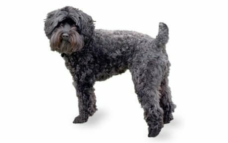Getting a dog