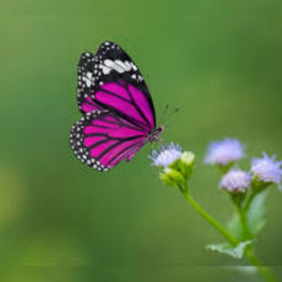 Timeline: Life Cycle of a Butterfly