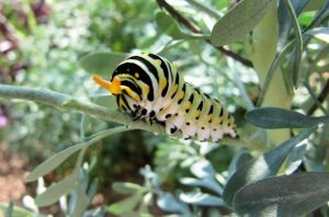The butterfly caterpillar