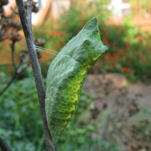 the butterfly chrysalis