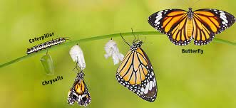 The lifespan of a butterfly